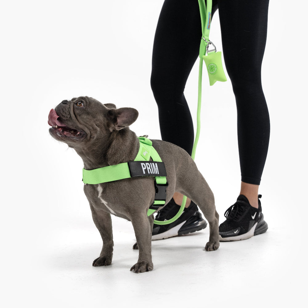 Dog Lovers Pack - Neon Green