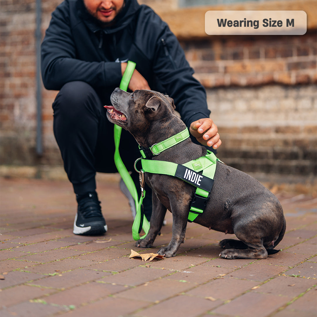 Dog Harness - Neon Green