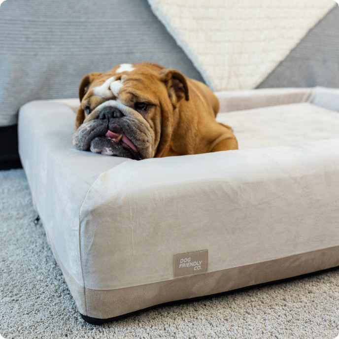 Round or Square? Finding the Perfect Bed Shape for Your Dog