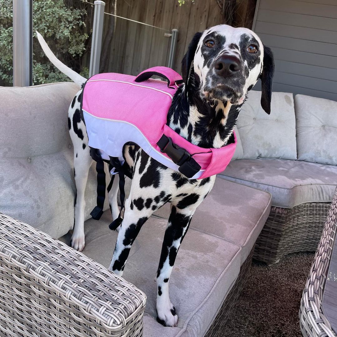 Do Dogs Need Life Jackets? Dog Friendly Co.