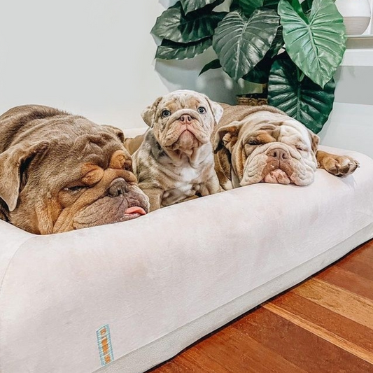 Lights On or Off? How Lighting Affects Your Dog’s Sleep