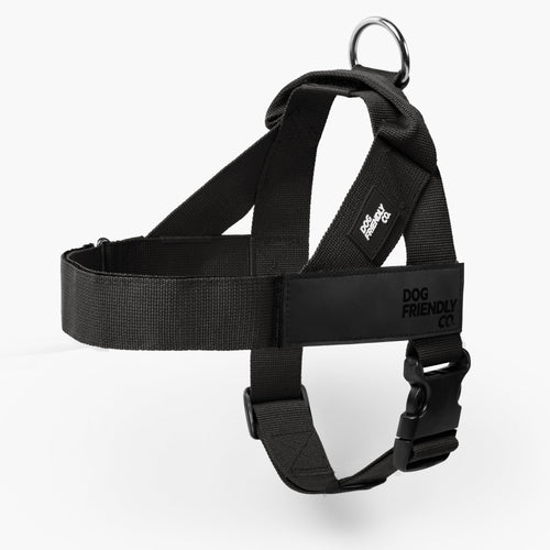 Collar On or Off: What’s Best for Your Dog?