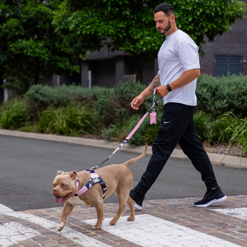 Dog Harness - Limited Edition Pink