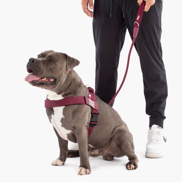 Rope Dog Leash - Burgundy