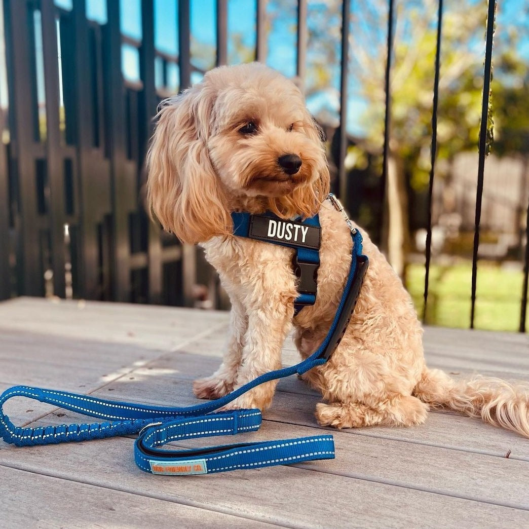 Dog Harness