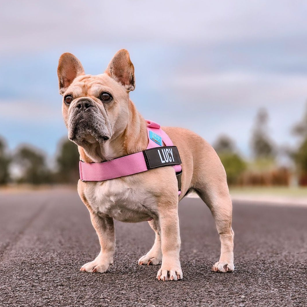 Dog Harness - Pink