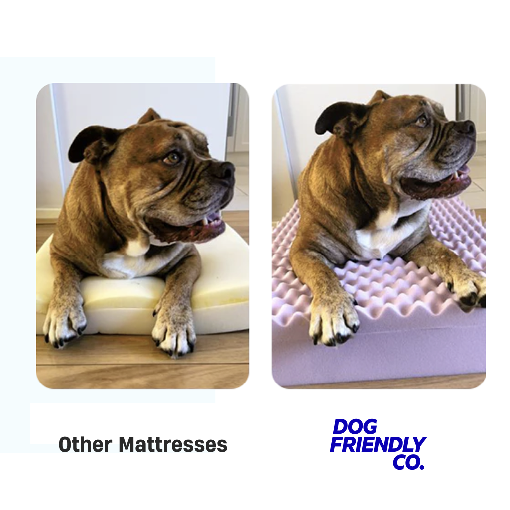 Premium Orthopedic Memory Foam Dog Bed - Beige (Medium)