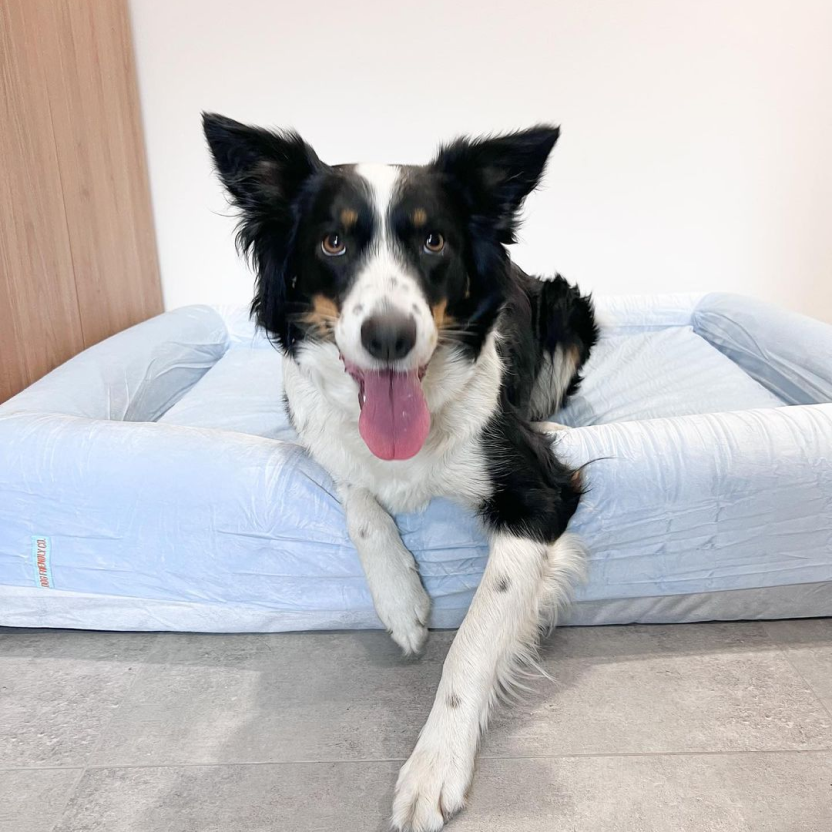 Orthopedic Memory Foam Dog Bed - Sky Blue (Medium)