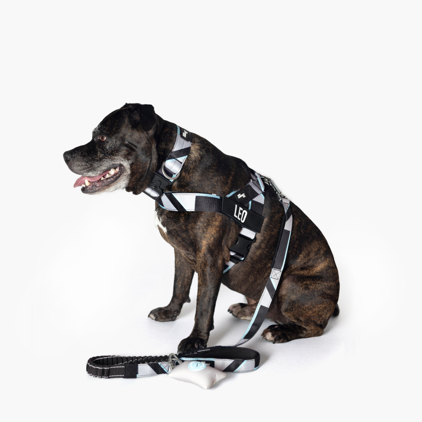 Dog Harness - Limited Edition Blue