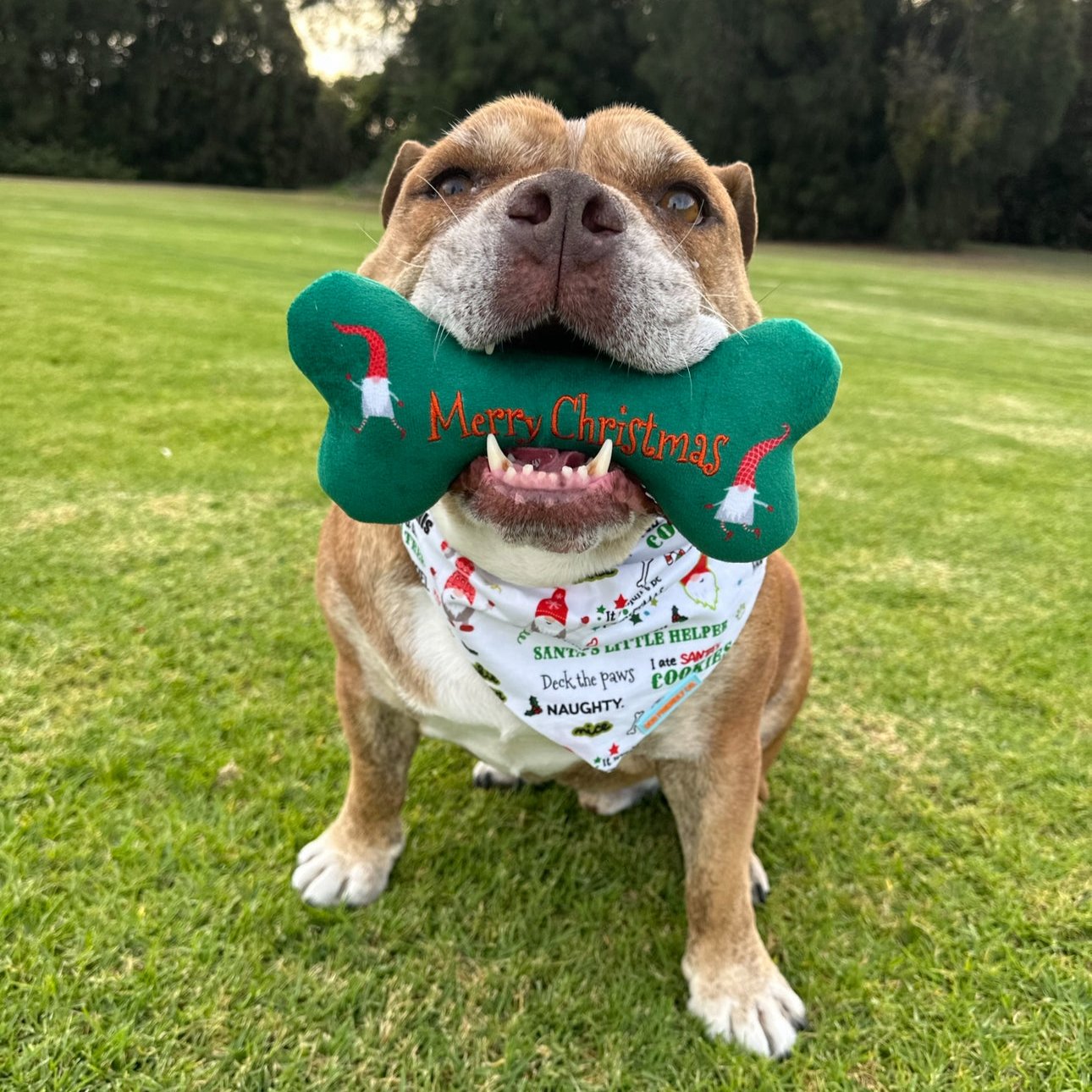 Christmas Dog Plush Toy