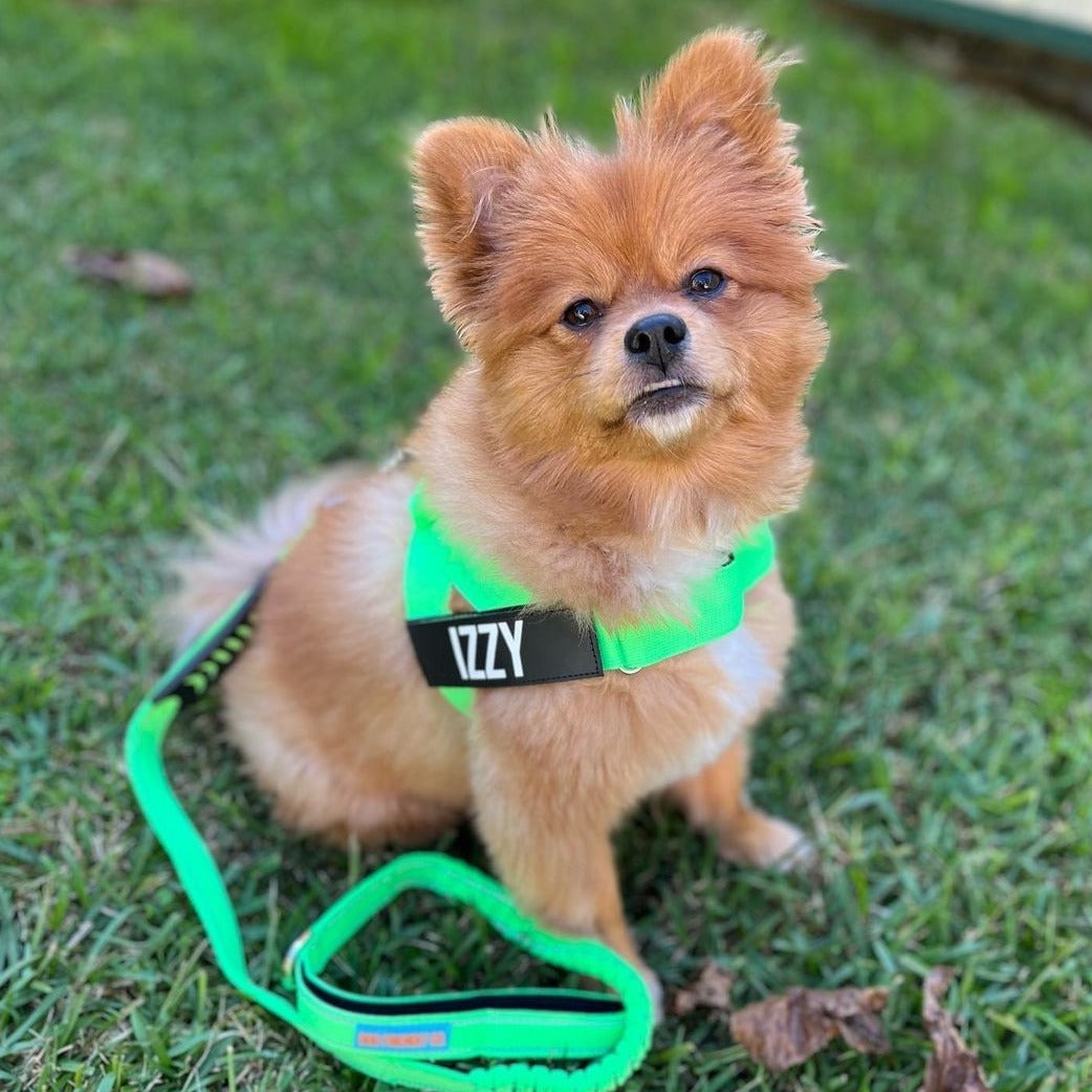 Dog Harness