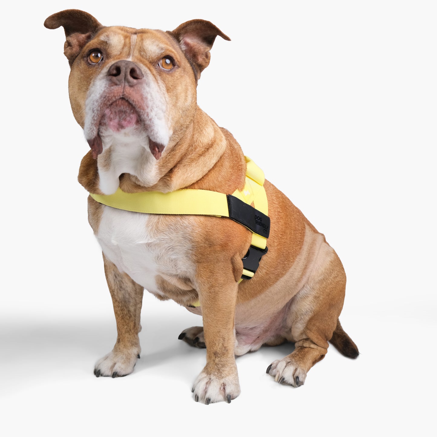 Dog Harness - Yellow