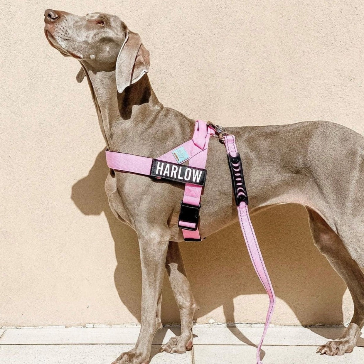 Dog Harness - Pink