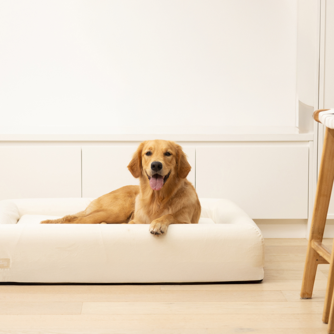 Premium Orthopedic Memory Foam Dog Bed - Beige (Medium)