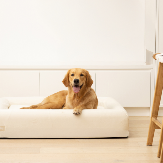 Premium Orthopedic Memory Foam Dog Bed - Beige (Large)