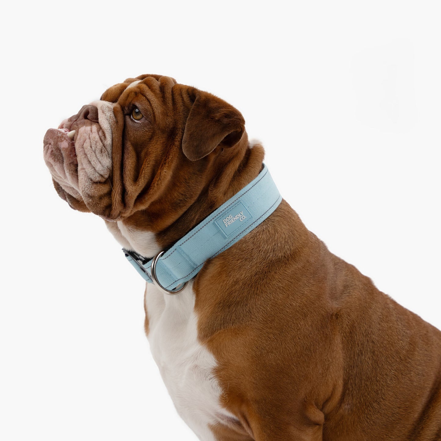 Tactical Dog Collar - Sky Blue