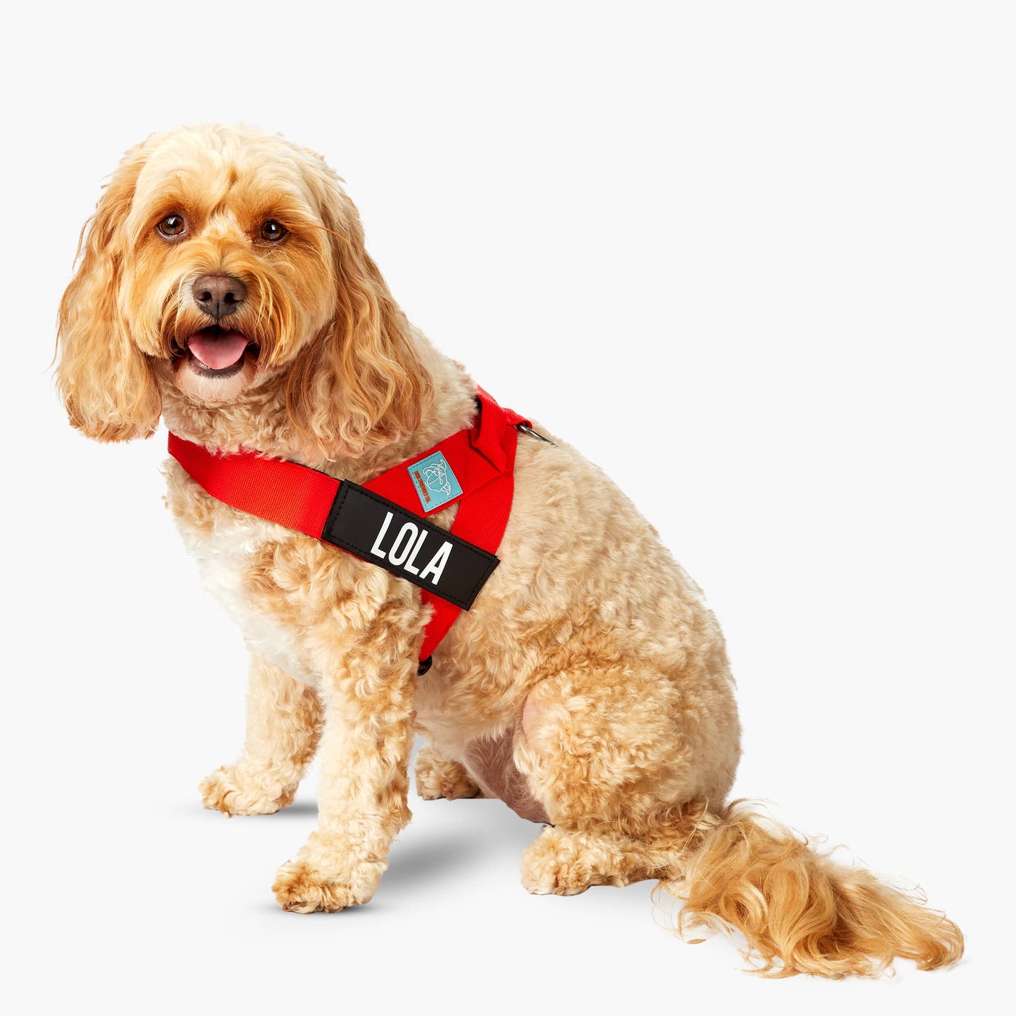 Dog Harness